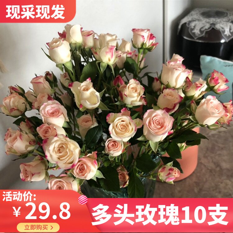 多头玫瑰蔷薇玫瑰花多少钱 多头玫瑰蔷薇玫瑰花优惠券免费领取 有条鱼