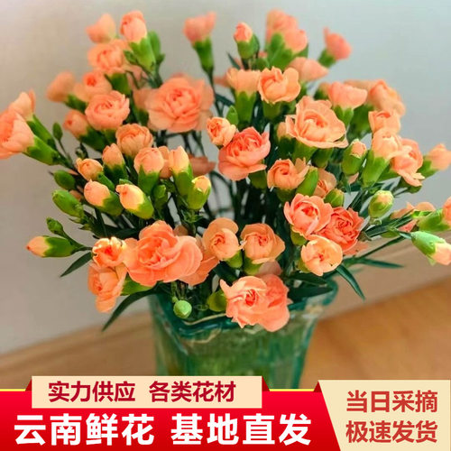 多头康乃馨鲜花母亲节礼物发顺丰