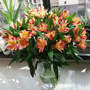 云南昆明直发水仙百合鲜花批发家庭生活用花新鲜花束六出花速递