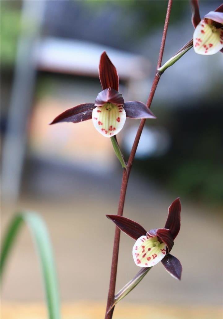 寒兰转色花 紫燕 硬化一半年 花浓香建蕙莲瓣墨绿草绿植盆栽好养