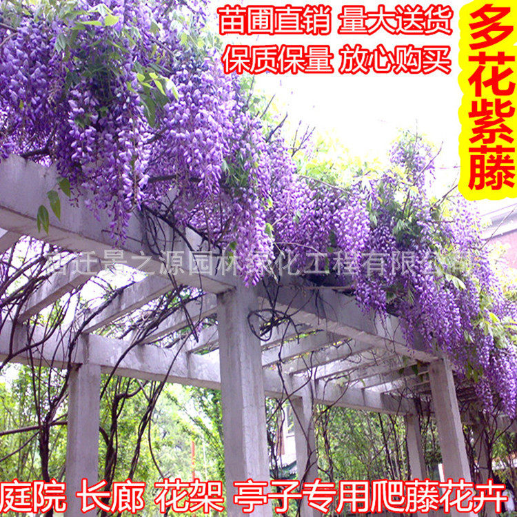紫藤花苗 紫藤小苗 观花藤本植物 爬藤植物 攀援花卉当年开花