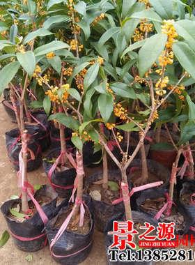 庭院盆栽桂花树苗流苏嫁接桂花树苗金桂丹桂沉香桂四季桂花树盆景