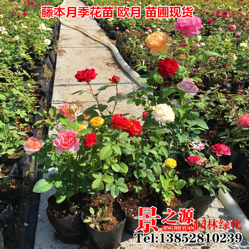 欧月藤本月季花苗大花蔷薇花苗爬藤植物玫瑰花苗爬藤植物四季开花