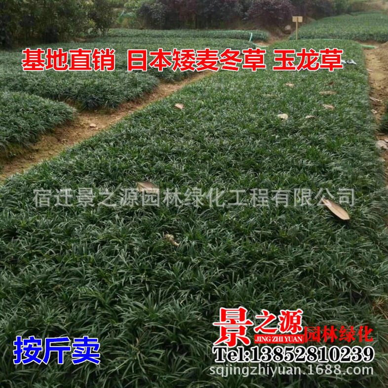 麦冬草 苗 矮麦冬草绿化玉龙草苗 沿阶草金边麦冬草常青耐寒