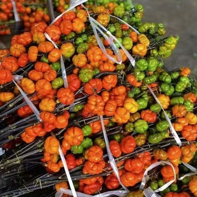 小南瓜鲜花水培插花鲜切花客厅玄关柜装饰摆件云南基地直发