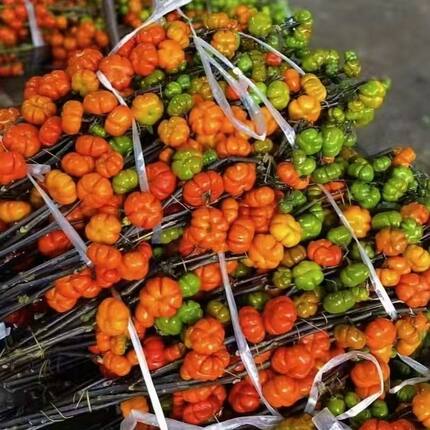 小南瓜鲜花水培插花鲜切花客厅玄关柜装饰摆件云南基地直发