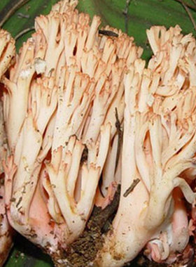 野生菌珊瑚菌新鲜野生珊瑚菌