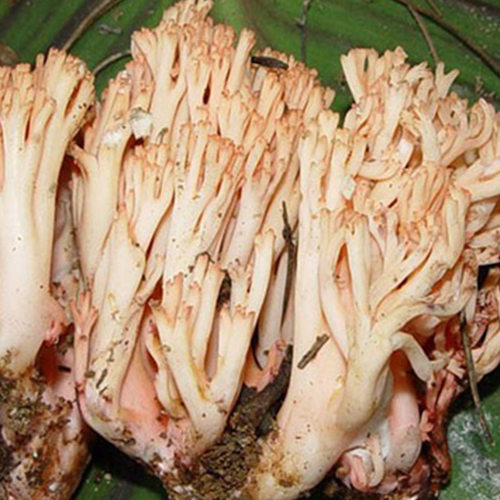 野生菌珊瑚菌新鲜野生珊瑚菌