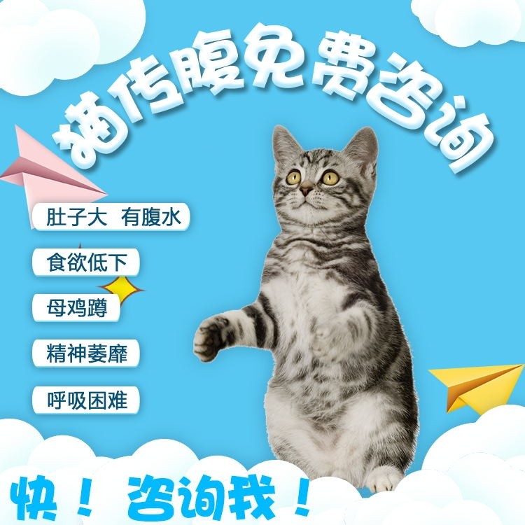 猫传腹湿性干性腹膜炎消腹水猫转服针剂口服片剂特针剂营养液咨询