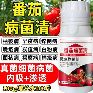 番茄病菌清西红柿病毒病专用防卷叶病黑杆病晚疫病微生物杀菌剂