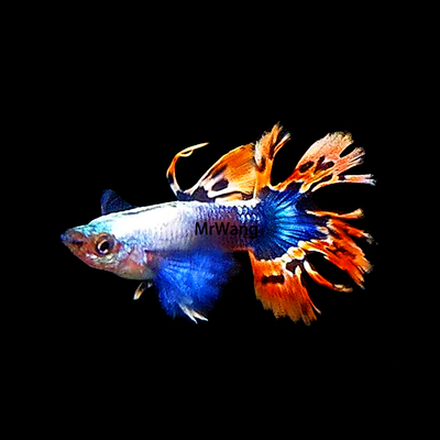 孔雀鱼循鱼MrWang凤尾鱼淡水鱼