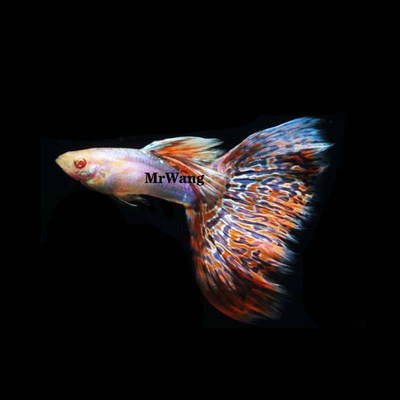 热带鱼循鱼MrWang孔雀鱼热带鱼