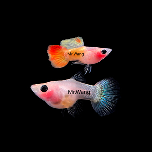 循鱼Mr.Wang皇家日落玻璃球体孔雀鱼渐变尾越南进口稀有品种
