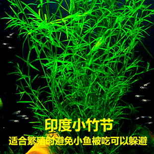 循鱼MrWang进口精品孔雀鱼热带鱼繁殖用可躲避小鱼被吃竹节草印度