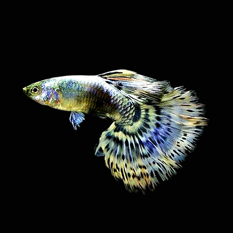 泰国进口蓝耳蓝蝶蓝色马赛克精品孔雀鱼热带鱼小型淡水鱼纯种活体