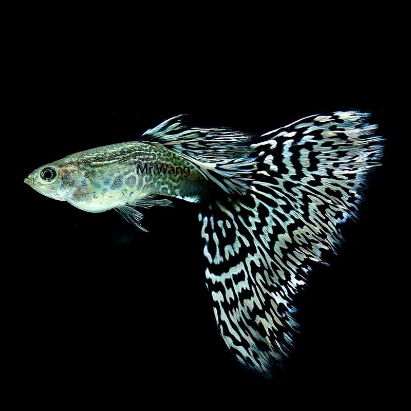循鱼mrwang马来西亚进口银河白马赛克孔雀鱼精品热带鱼淡水活体