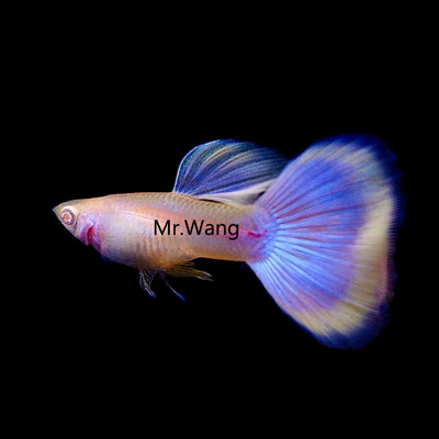 循鱼MrWang孔雀鱼淡水热带鱼稀有