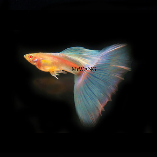 循鱼MrWang进口天空蓝白子大C绣球体蝶翼缎带孔雀鱼热带鱼淡水鱼 - 封面