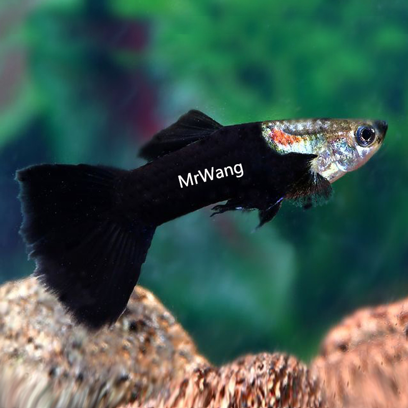 热带鱼循鱼MrWang孔雀鱼淡水鱼