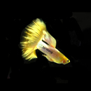 德国进口马特利精品孔雀鱼热带鱼凤尾鱼小型淡水鱼纯种活体宠物