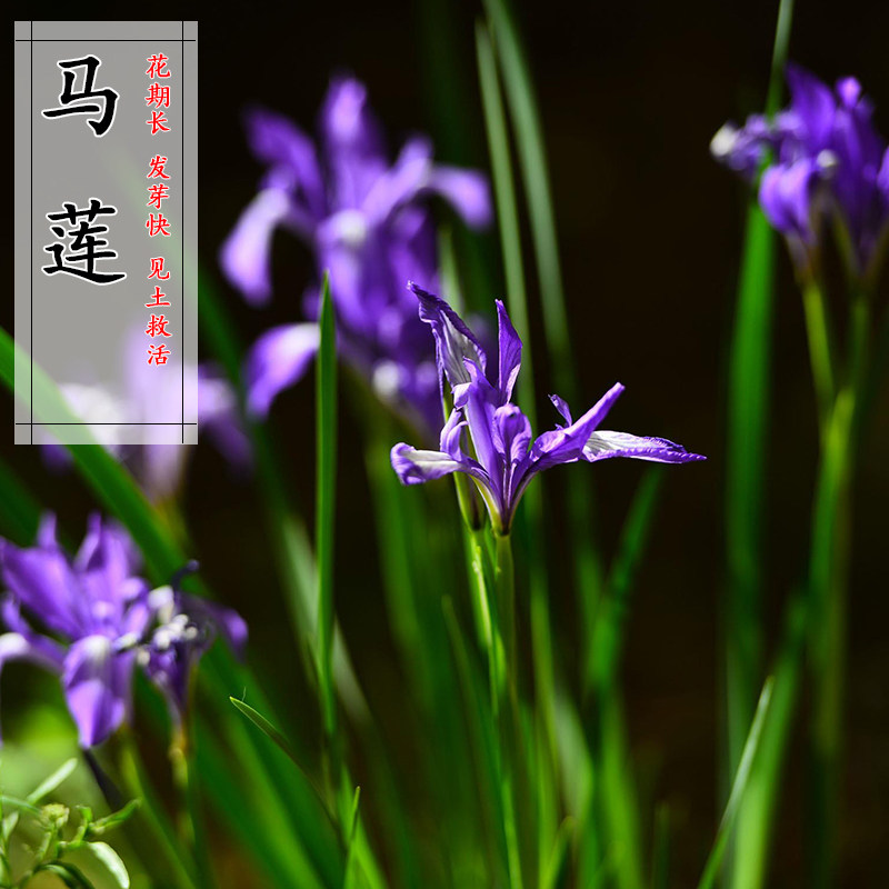 马莲种子 马兰花种子 马连多年生耐寒耐水耐涝水边花卉可水生