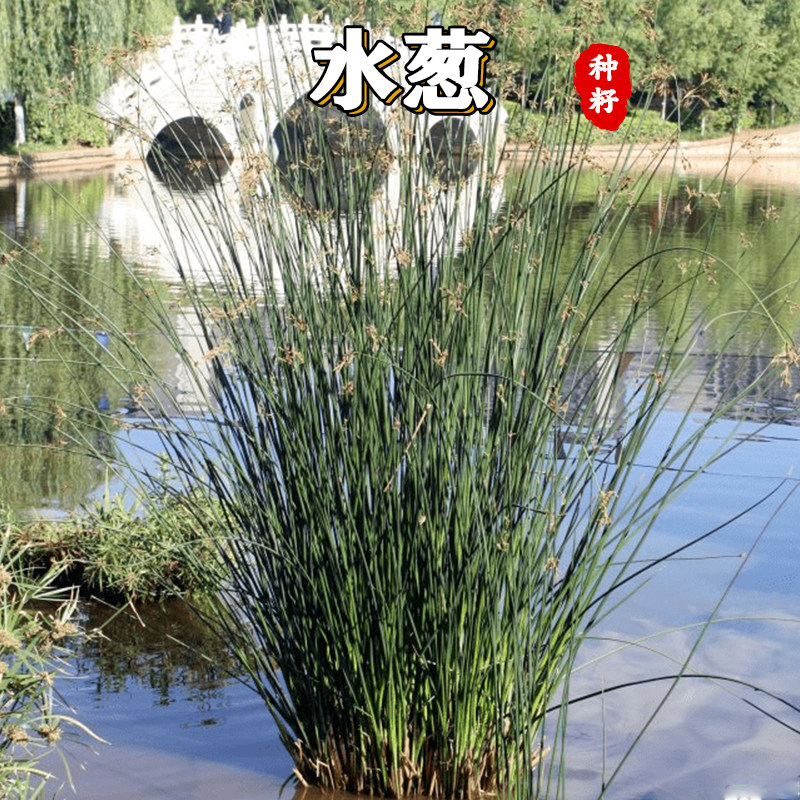 【绿博】水葱种子水生植物水葱草野生水葱苗青叶水葱花叶水葱净化