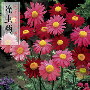 混色除虫菊花种子 种易活 驱蚊效果非常好驱蚊草花卉种子盆栽四季