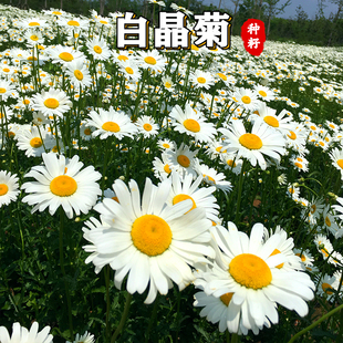 【绿博】白晶菊花种子四季开花易活花种籽子庭院室外花籽阳台盆栽