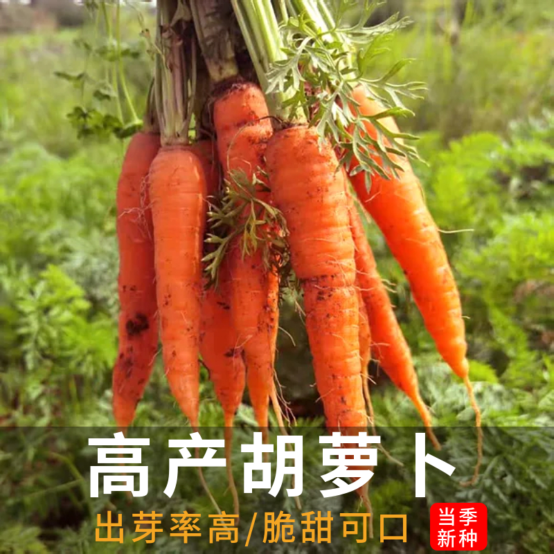 高产红胡萝卜种子农家菜园