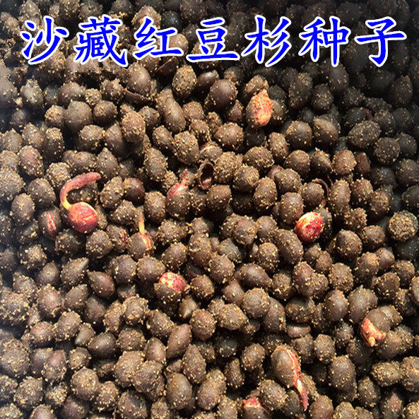 沙藏种子 南方绿化盆栽净化空气咧嘴育苗种子 包邮