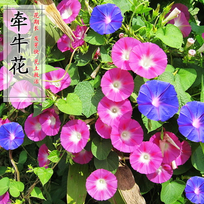 牵牛花种子爬藤混色园林景观工程绿化花种子斤装阳台盆栽四季播
