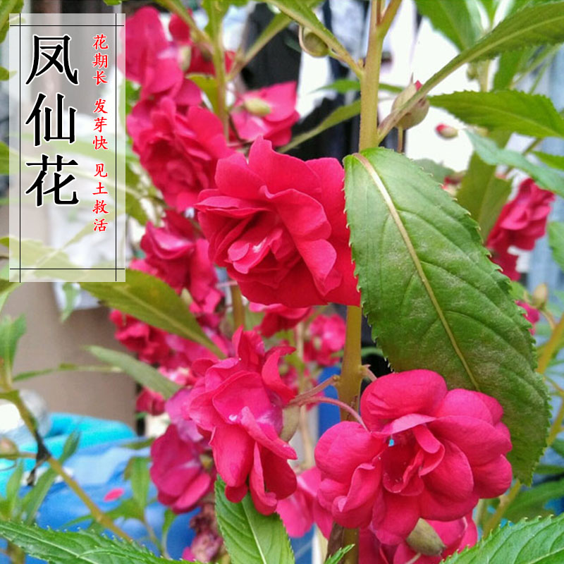 凤仙花种子新采指甲花种子混色金凤花景观绿化盆栽庭院草花包邮