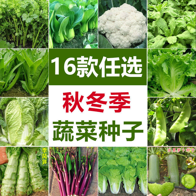 多种秋冬蔬菜子套餐白香青