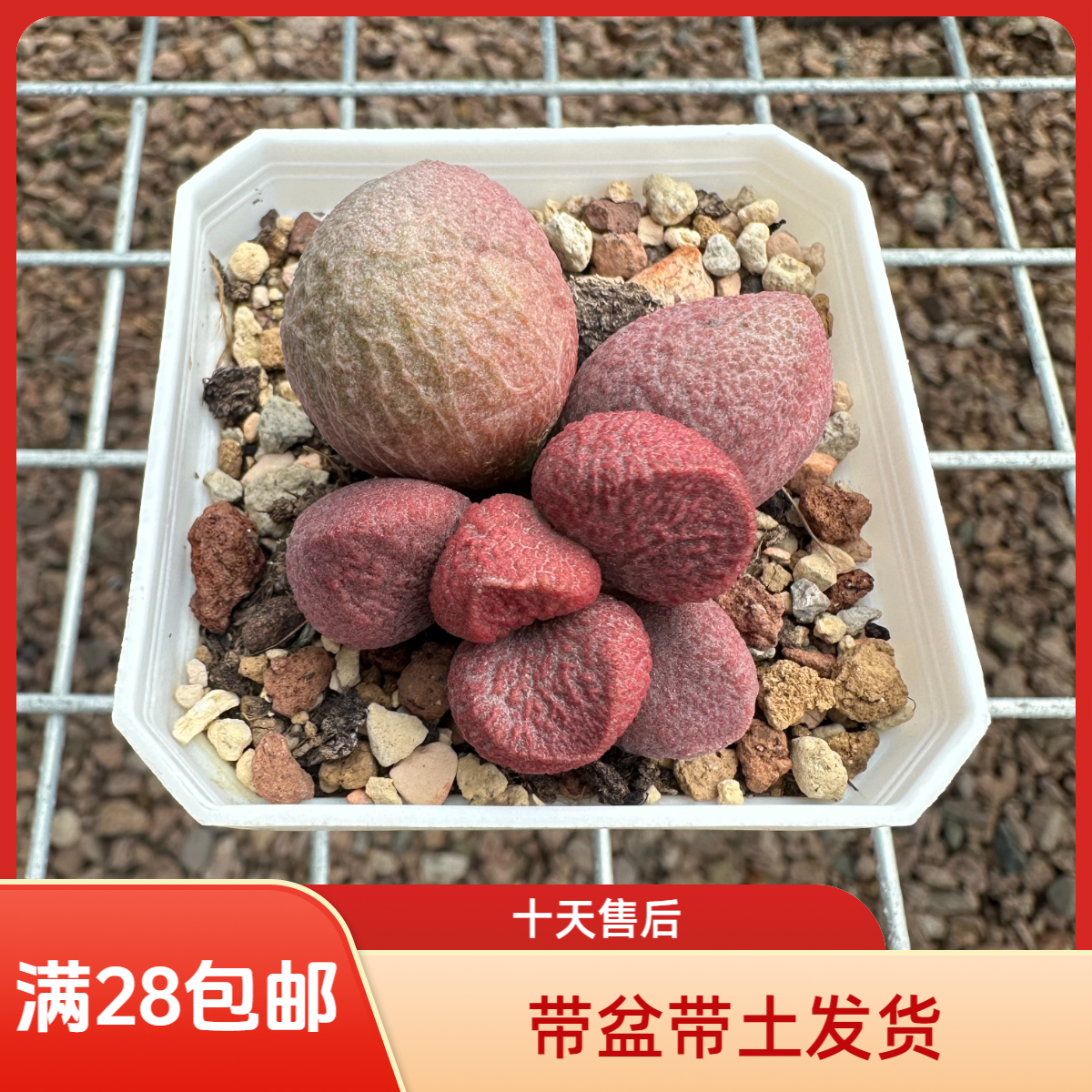 红烧肉水泡28包邮带盆土发货稀有花卉盆栽进口多肉植物景天科成株