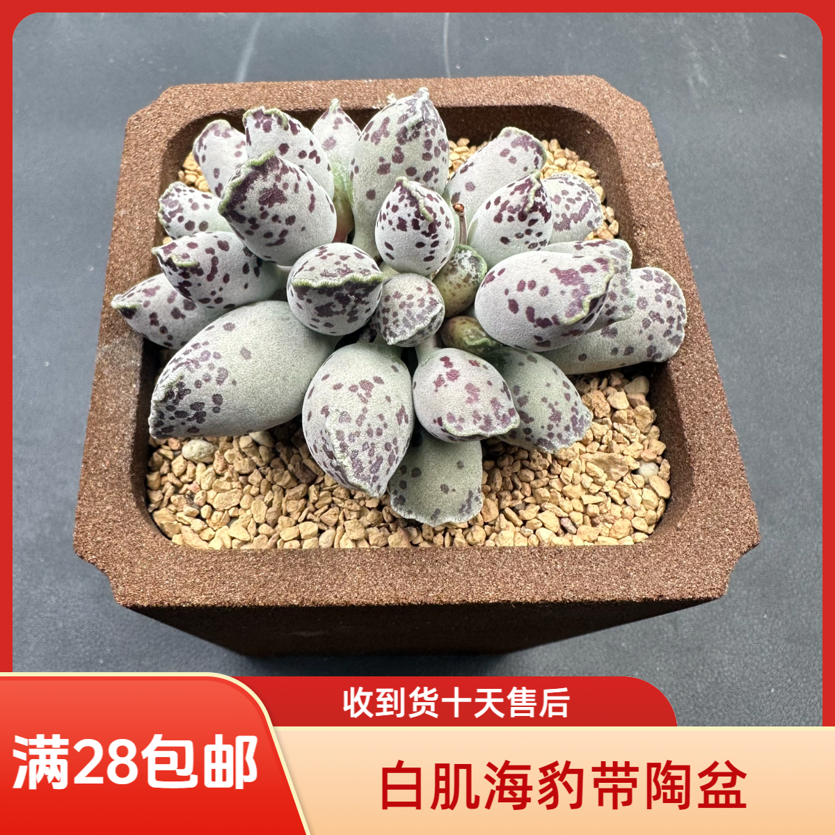 白肌海豹水泡28包邮带盆土发货稀有花卉盆栽进口多肉植物景天科成