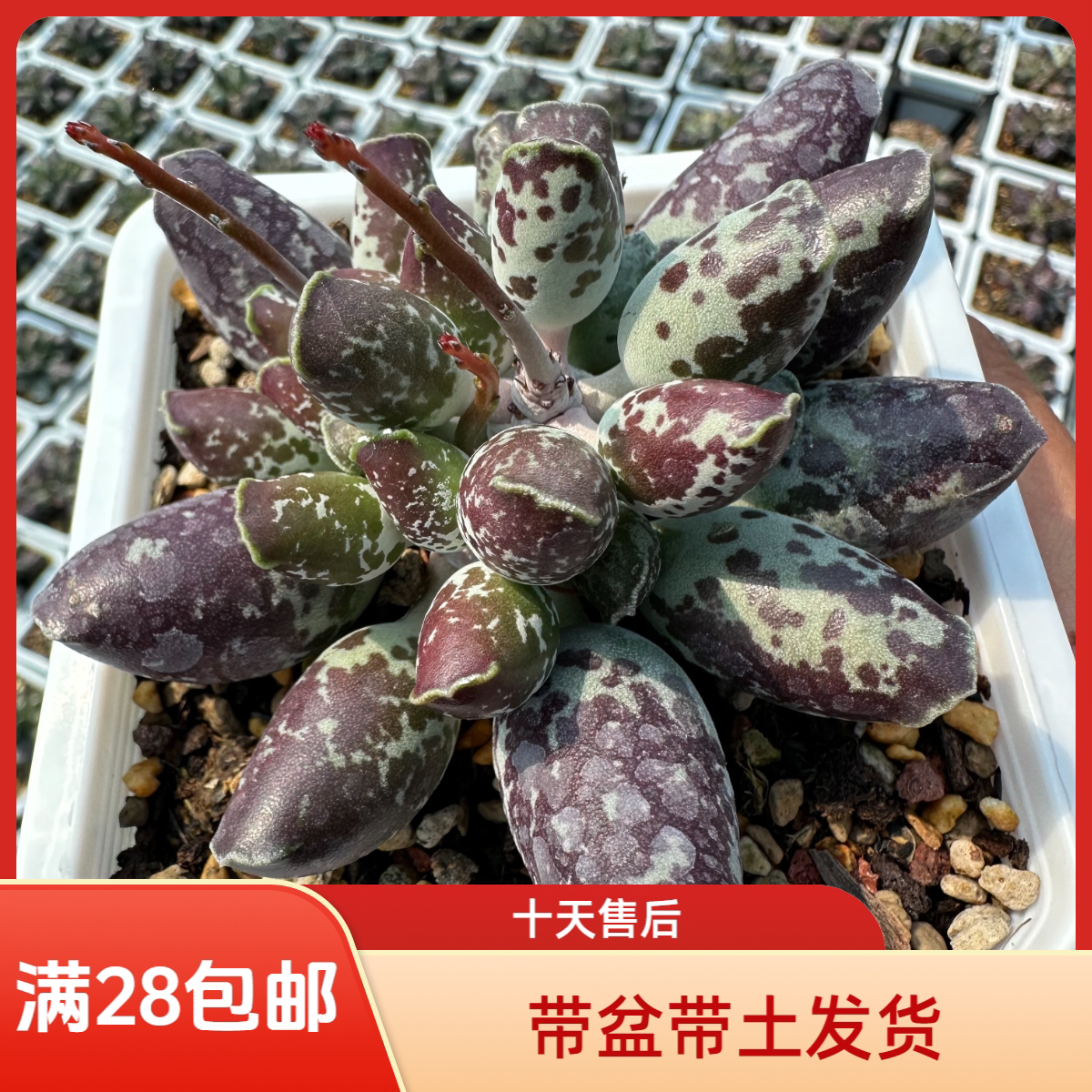 雪花海豹二代紫肌水泡满28包邮带盆带土阳台花卉盆栽进口多肉植物