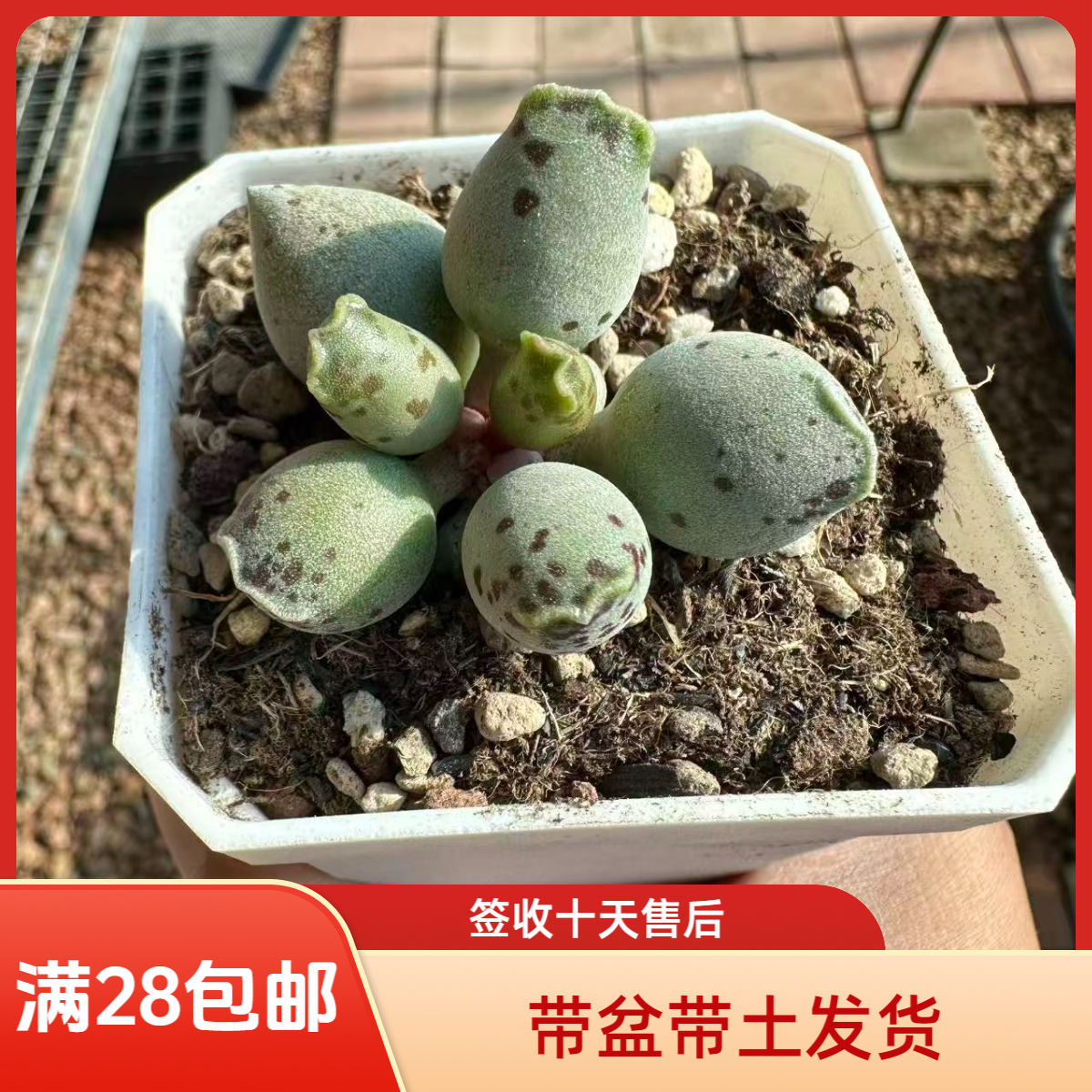 丸叶海豹水泡28包邮带盆土发货稀有花卉盆栽进口多肉植物景天科成