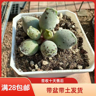丸叶海豹水泡28包邮带盆土发货稀有花卉盆栽进口多肉植物景天科成