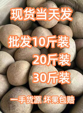 印度椰皇椰子肉新鲜打椰奶煲汤餐饮椰子鸡奶香火锅海椰皇老椰子干