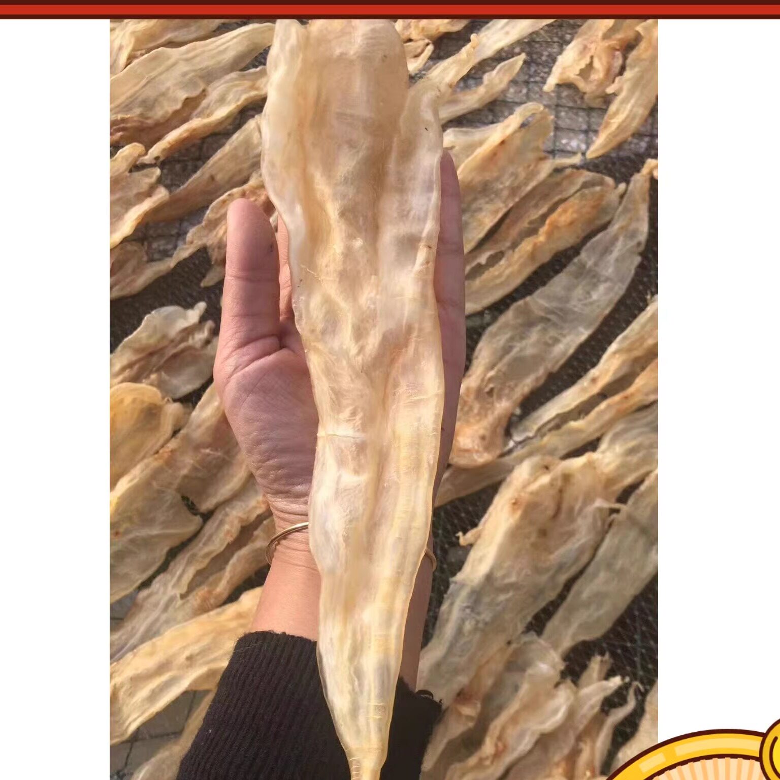 半斤7个大北海胶鱼胶巴西北海阴阳肚鳘鱼胶花胶干货正品 鱼肚鱼鳔