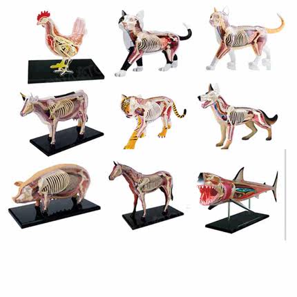 4D MASTER拼装玩具仿真动物生物鲨鱼猫器官骨骼解剖教学医学模型