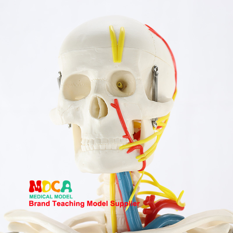 인간 의료 해골 모델 85CM 인간 골격 근육 시작 및 끝점 신경 모델 작은 바늘 칼 MGG206