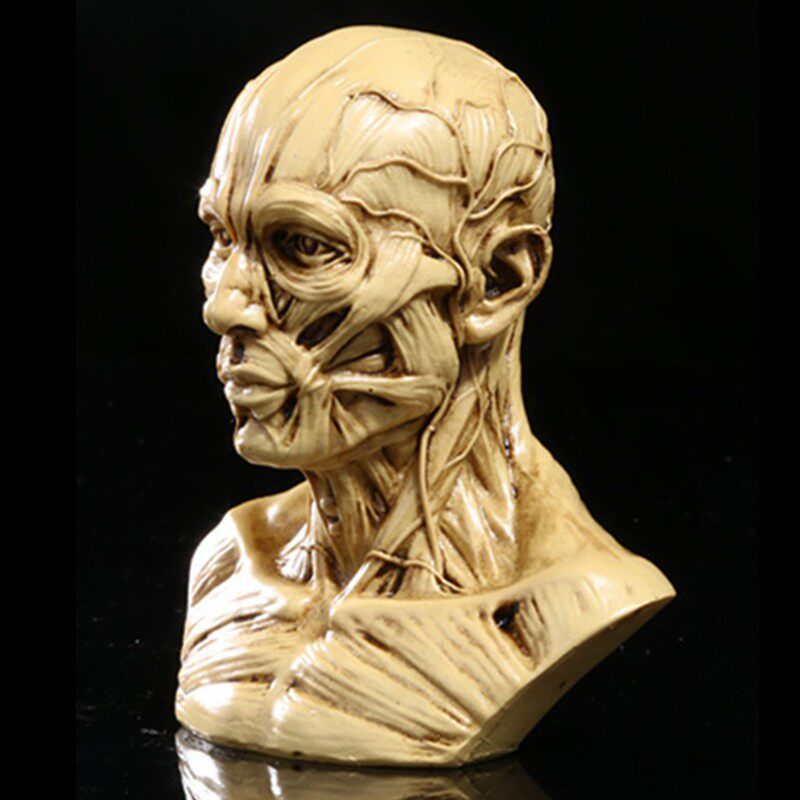 예술 스케치 시뮬레이션 남성 예술 인간의 두개골 머리 근육 구조 정물 스케치 그림 교육 모델