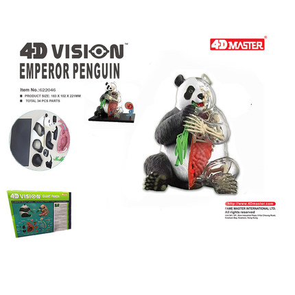 4D MASTER大熊猫模型动物解剖内脏骨骼器官医学教学4dmaster拼装