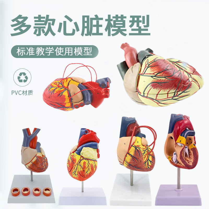 1:1人体器官心脏模型医用心血管