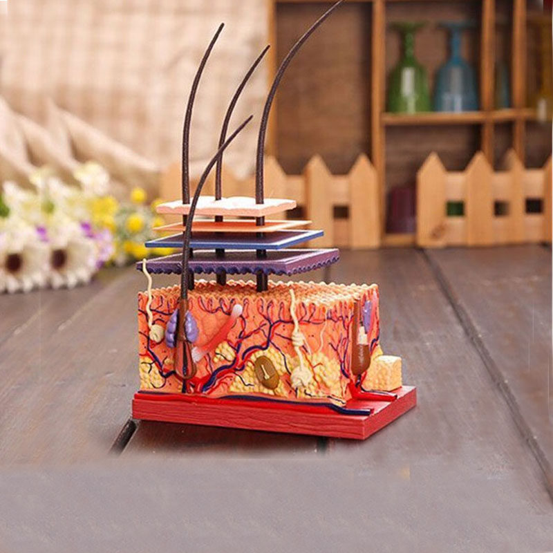 4dmaster皮肤模型毛囊结构