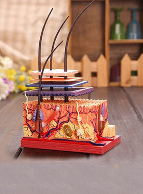 4D Master医学人体皮肤模型毛囊结构组拼装毛发模具教学4dmaster