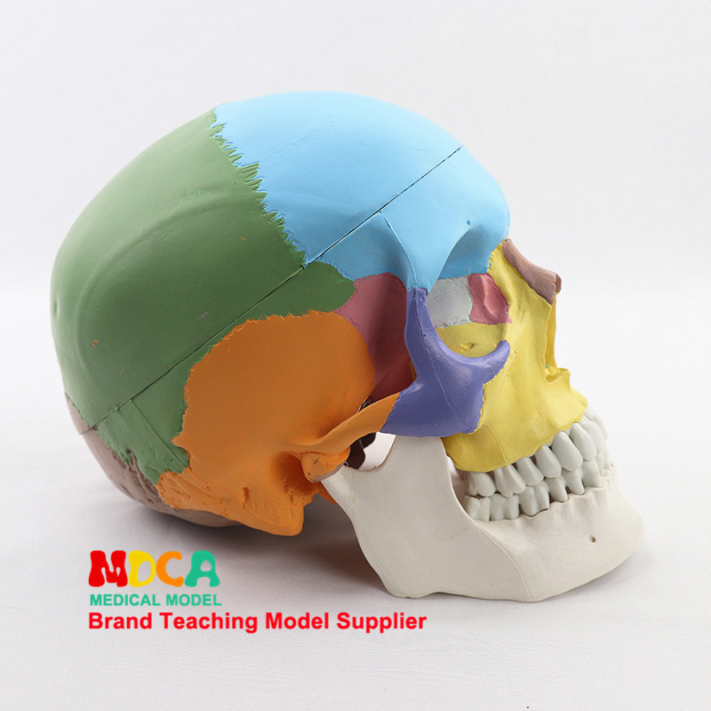 의료 인간 컬러 두개골 모델 시뮬레이션 두개골 구강 및 악안면 미용 마이크로 헤드 모델 MTG007