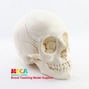 医学拆分22部件1 MTG014 1人体原色头骨模型头颅彩色骷髅头教学
