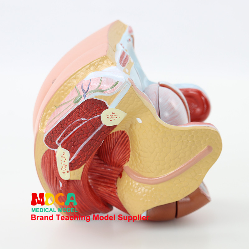 여성 모델 가족 계획 모델 의료 교육 MSZXT007